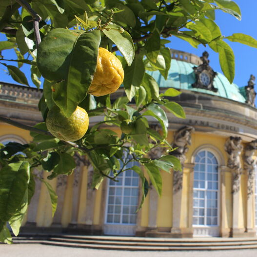 Bitterorangen vor Schloss Sanssouci