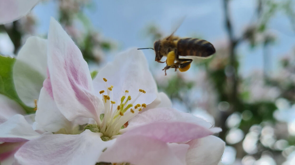 Im Zick-Zack-Flug zu den Pollen 